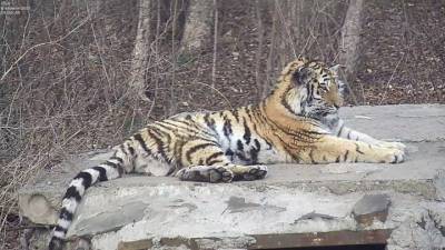 В Приморье тигрицу Санду после реабилитации выпускают в дикую природу