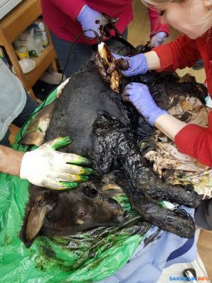 Очередная собака чуть не погибла, увязнув в битуме в Южно-Сахалинске