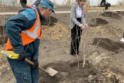 В Советском районе Красноярска активисты высадили 250 кустов сирени