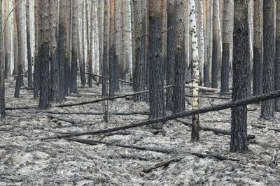 В Тюменской области потушен крупнейший лесной пожар