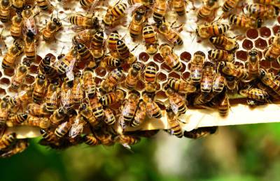 На Кировоградщине создадут кластер органического пчеловодства