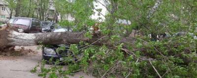 В Нижегородской области ураган повалил десятки деревьев