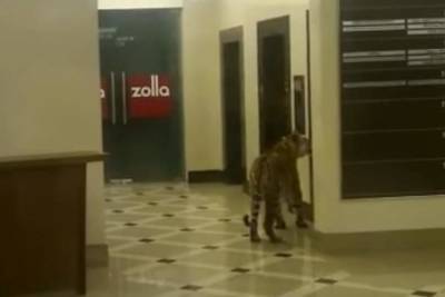 В США по городам разгуливают тигры, одного нашли в Хьюстоне - apral.ru - Техас - Twitter