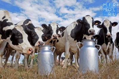 Дагестан — лидер СКФО по производству молока