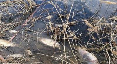 Массовая гибель рыбы возле Батырево: экологи озвучили возможные причины