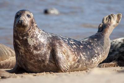 В нерпинарии Шлезвиг-Гольштейна появился первый тюленёнок