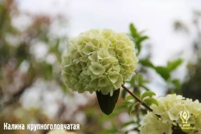 В сочинском «Дендрарии» начался сезон цветения «белых» деревьев