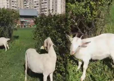 В Южном Бутово заметили поедающих кусты козлов