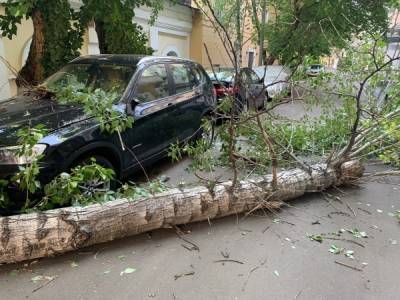 Шесть человек пострадали во время ураганного ветра в Москве