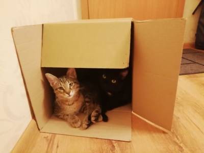 Ученые: Кошки любят сидеть не только в настоящих коробках, но и в воображаемых