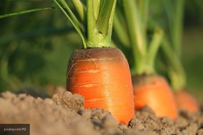 Названы способы, которые помогут защитить морковь от болезней и вредителей
