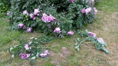 В первый день открытия посетители одесского ботсада уничтожили редкие цветы