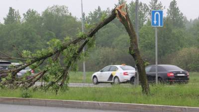 Костромского подростка насмерть прибило упавшим деревом