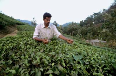 Производители в Индии предупредили о росте цен на чай из-за COVID-19