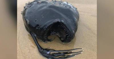 Рыбу-монстра в виде футбольного мяча выбросило на пляж в Калифорнии