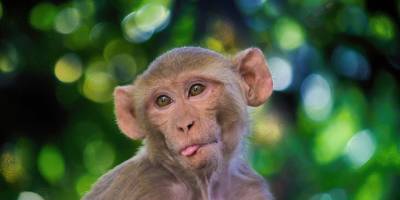 В “Сафари” врачи спасли раненную осколком обезьяну