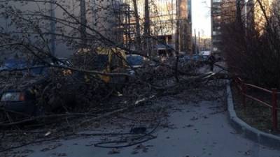 Подросток погиб после падения дерева под Костромой