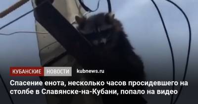 Спасение енота, несколько часов просидевшего на столбе в Славянске-на-Кубани, попало на видео