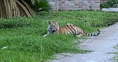 Полицейские Хьюстона неделю ловили тигра, который разгуливал по улицам (видео)