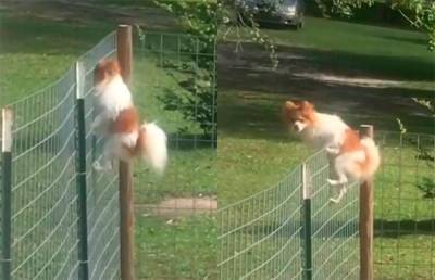«Я свободен!»: дерзкий побег пса из вольера рассмешил соцсети