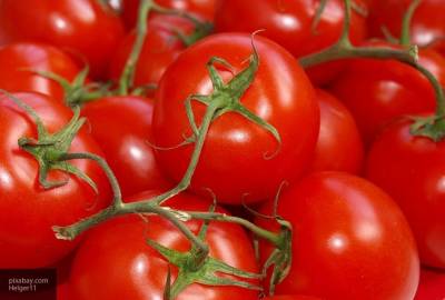 Стало известно, как получить хороший урожай томатов