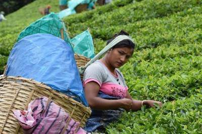 Эксперты предсказали подорожание индийского чая из-за пандемии
