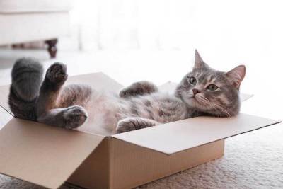 Учёные сообщили о любви кошек к сидению в воображаемых коробках
