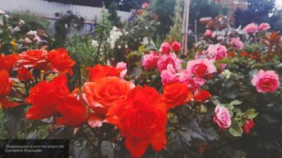 Садоводам рассказали, как правильно сочетать розы с другими растениями