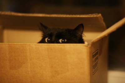На котах испытали оптическую иллюзию, чтобы понять их любовь к коробкам - vchaspik.ua - Нью-Йорк