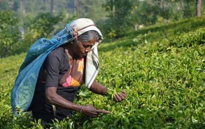 Эксперты считают, что цены на индийский чай могут вырасти
