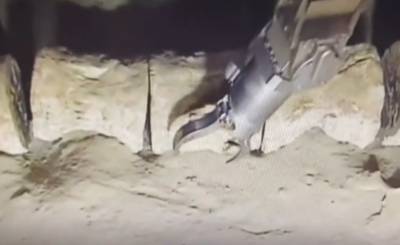 На дне Средиземного моря дайвер нашёл скелет «морского чудовища»