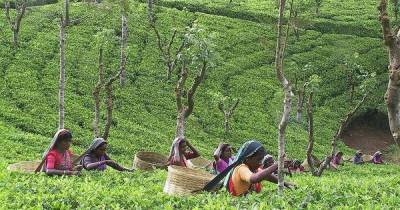 Мировой рынок чая на грани кризиса из-за засухи и COVID-19