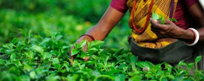 Индийский чай может подорожать из-за коронавируса и засухи