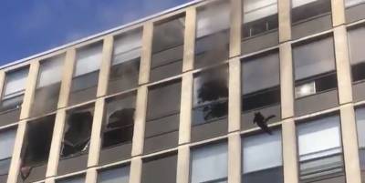 Удивительное спасение кота из горящего здания в Чикаго попало на видео - ТЕЛЕГРАФ