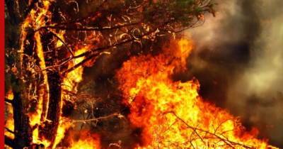 Площадь лесных пожаров в России за несколько дней сократилась почти в три раза