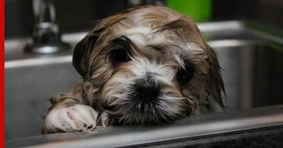 Приучаем к чистоте: как правильно купать щенка