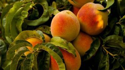 Мясников предупредил о смертельной опасности абрикосовых косточек для детей