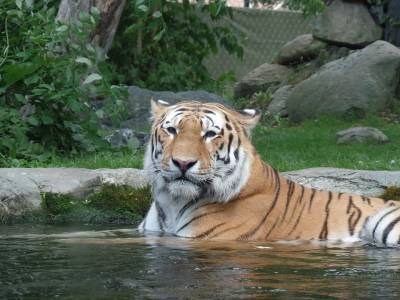 Пропавший тигр в Хьюстоне, США, передан в полицию и мира