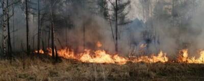 В лесах Иркутской области ввели особый противопожарный режим