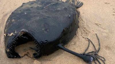 Страшный морской черт выброшен на пляж в Калифорнии