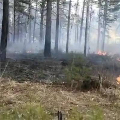 Общая площадь лесных пожаров в Якутии за два дня выросла вдвое