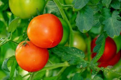 Как правильно высаживать рассаду томатов в теплицу: 3 главные ошибки огородников