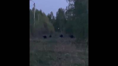В Башкирии четыре медвежонка вышли в город и резвились около женщины с ребенком