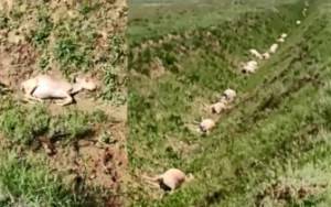 370 сайгаков убило ударом молнии в Казахстане