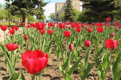 Более тридцати тысяч цветов высадили в Серпухове