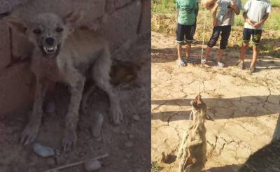 В Кашкадарье поймали неизвестного хищника, убивавшего овец