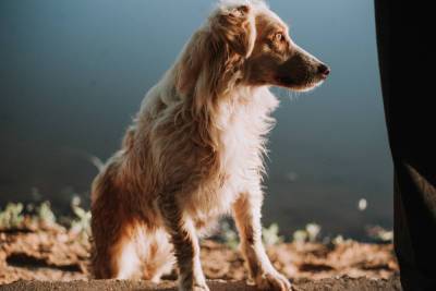 «Буквально отбивали отлов животных»: астраханцы сами мешают решению проблемы с бродячими собаками
