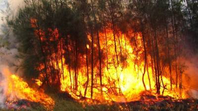 Более 53 гектаров леса горят в Югре