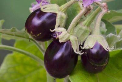 Нельзя сажать после картофеля и томатов: как получить обильный урожай баклажанов - skuke.net