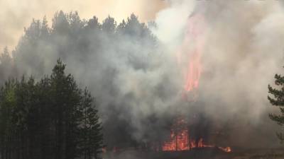 В 56 субъектах РФ объявлен особый режим из-за природных пожаров